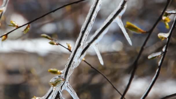 Wetteranomalien, Frost. — Stockvideo