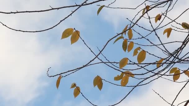 Parlak mavi gökyüzü arka planı sonbahar manzara - altın yaprak. — Stok video