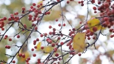 Bir meyve ağacıdır parlak turuncu meyveler ile Rowan ağacı. 