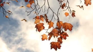 Güneşli bir parkta rüzgarda akçaağaç ağaç sarı ve turuncu yaprak.