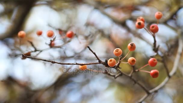 Rowan bessen op een achtergrond van blauwe hemel in een herfst park. — Stockvideo