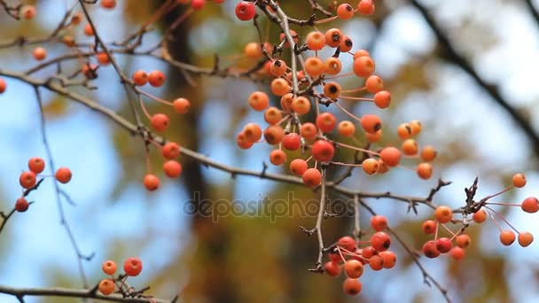 Rowan bessen op een achtergrond van blauwe hemel in een herfst park. — Stockvideo