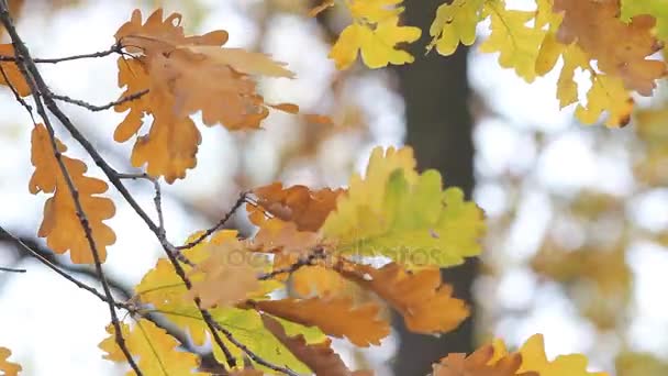 Bosque otoñal hojas de roble dorado tiemblan en el viento . — Vídeo de stock