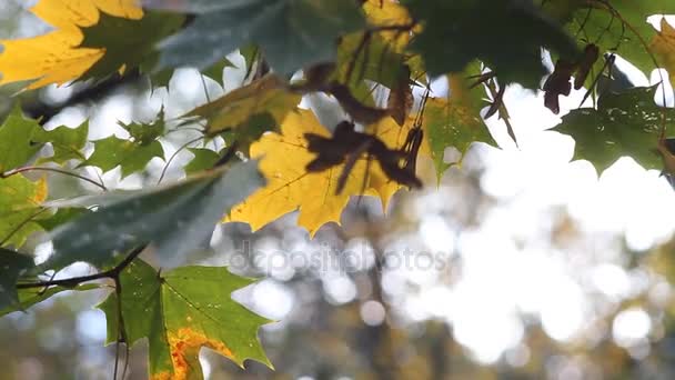 Autumn leaf on the tree. — Stock Video