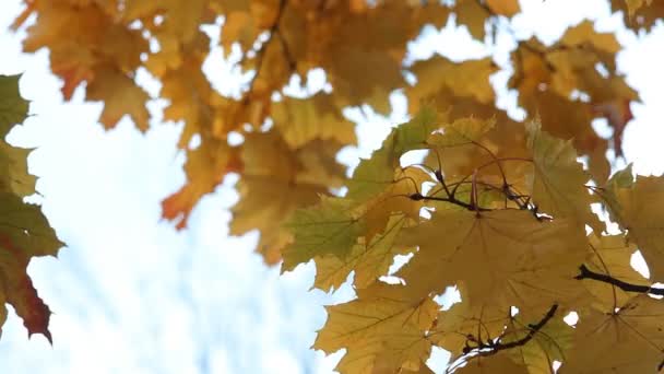 Autunno d'oro, foresta autunnale . — Video Stock