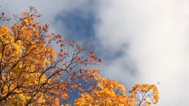 Sonbahar yaprak sonbahar bir park. Sonbahar manzara.