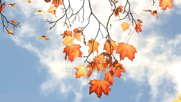 与黄色和橙色的枫叶树上的叶子在风里在一个阳光明媚的公园. — 图库视频影像