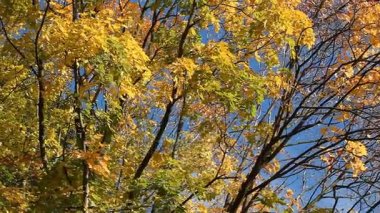 Sonbahar manzara - altın akçaağaç arka plan parlak mavi gökyüzü üzerinde.