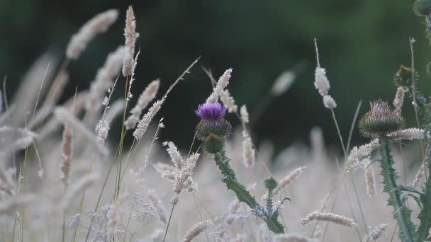 Landwirtschaft und Wildblumen auf dem Sommerfeld. — Stockvideo