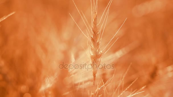 Abstract background - sunny day, wheat field. Spikelets of wheat on summer field. — Stock Video