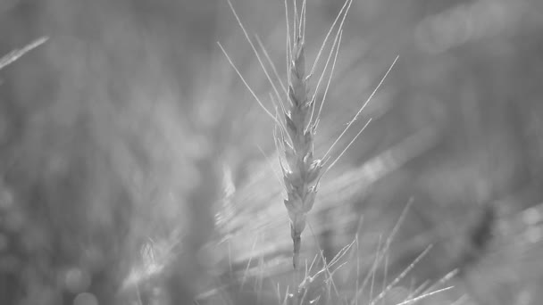 Abstract background - sunny day, wheat field. Spikelets of wheat on summer field. — Stock Video