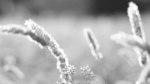 抽象的な背景 - 晴れた日、麦畑. — ストック動画