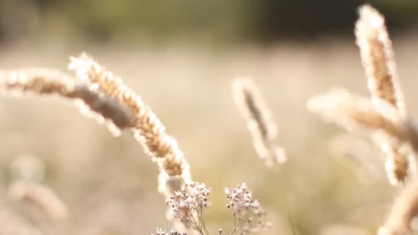 Abstraktní pozadí - slunečný den, pšeničné pole. — Stock video