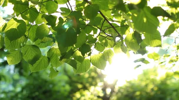 Bright green leaves on a tree, lit by the sun. — Stock Video