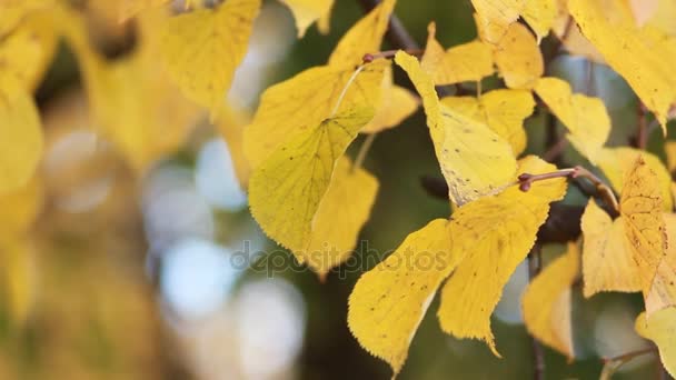 Herbstpark - leuchtend gelbe Blätter leuchten in der Sonne. — Stockvideo