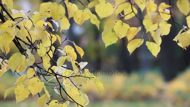 Autumn Park - les feuilles jaune vif brillent au soleil. Une belle journée ensoleillée - une chute dans le parc d'automne .
