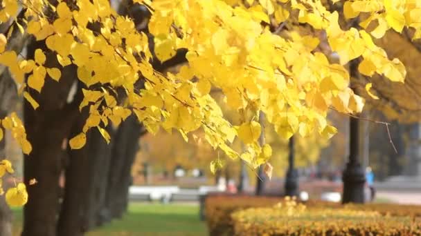 Hösten Park - ljusa gula blad lyser i solen. — Stockvideo