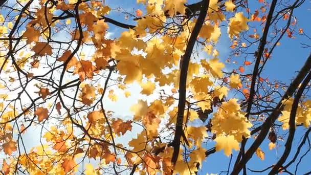 Autumn Landscape Autumn Tree Red Orange Leaves Background Bright Blue — Stock Video