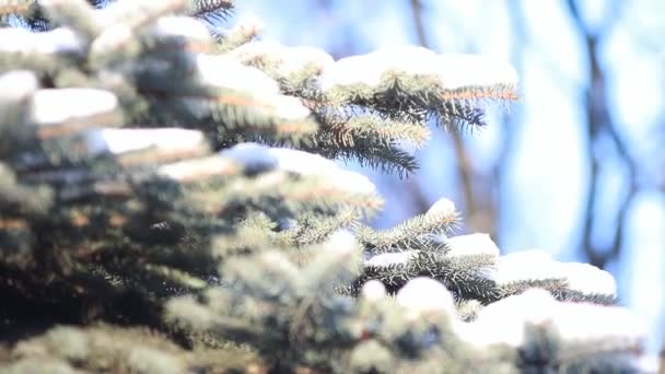 针叶林在冬天 一棵针叶树的树枝上覆盖着雪 在明亮的蓝天背景下 圣诞景观 冰雪覆盖的冬季森林 — 图库视频影像