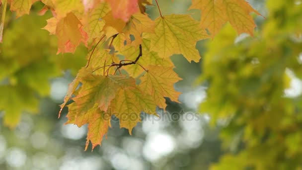 Arce Bosque Otoño Los Rayos Del Sol Poniente Paisaje Otoñal — Vídeo de stock