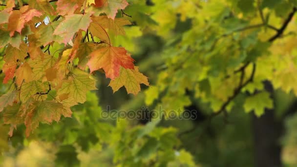 枫叶在秋天的树林 在夕阳的光线 秋季景观 明亮的黄色枫叶叶子在风中颤抖 — 图库视频影像