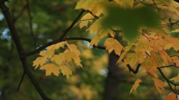 Paisaje Otoñal Hojas Arce Amarillo Brillante Tiemblan Viento Arce Bosque — Vídeo de stock