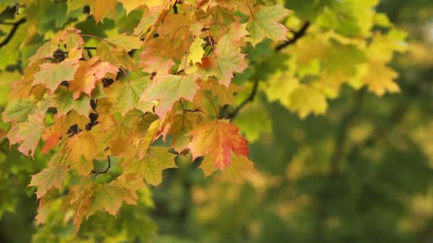秋天的风景 明亮的黄色枫叶在风中颤抖 枫树在秋天的森林里夕阳下的光芒 — 图库视频影像