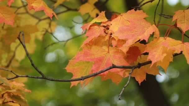 Herbstlandschaft Leuchtend Gelbe Ahornblätter Zittern Wind Ahorn Herbstwald Den Strahlen — Stockvideo