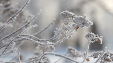 Kış manzarası. Güzel ağaçlarla kaplı karla kaplı bir park. Ağaç donuyla kaplı. Bir Noel resmi - bir kış ormanı, bir peri masalı parkında güneşli bir gün.