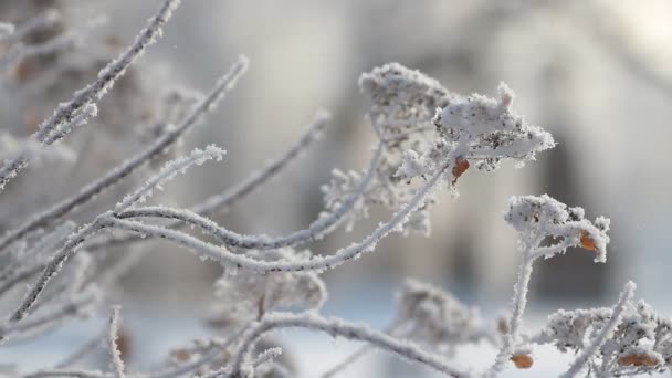 Paysage hivernal - un parc enneigé avec de beaux arbres, recouvert de givre. Une photo de Noël - une forêt d'hiver, une journée ensoleillée dans un parc de contes de fées.