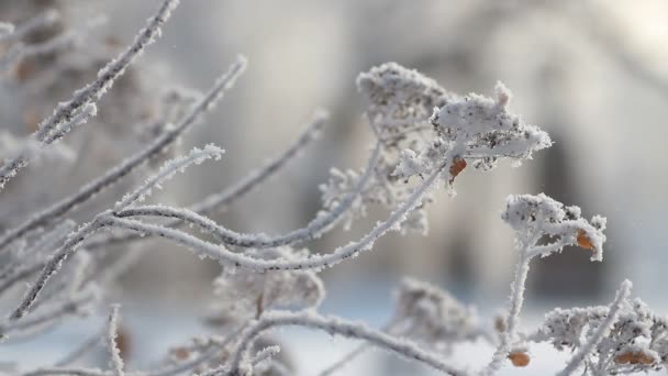 冬の風景 美しい木々に覆われた雪に覆われた公園 霜で覆われています クリスマスの写真 冬の森 おとぎ話の公園の晴れた日 — ストック動画