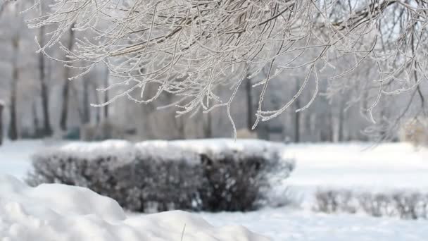 冬景色の美しい木々 と雪に覆われた公園は霧氷で覆われています 美しい冬の森 森の中の日当たりの良い冷ややかな日の樹氷 — ストック動画