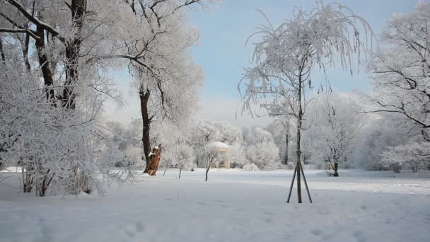 冬の風景 美しい木々に覆われた雪に覆われた公園 霜で覆われています クリスマスの写真 冬の森 おとぎ話の公園の晴れた日 — ストック動画