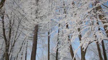 Kış manzarası. Güzel ağaçlarla kaplı karla kaplı bir park. Ağaç donuyla kaplı. Bir Noel resmi - bir kış ormanı, bir peri masalı parkında güneşli bir gün.