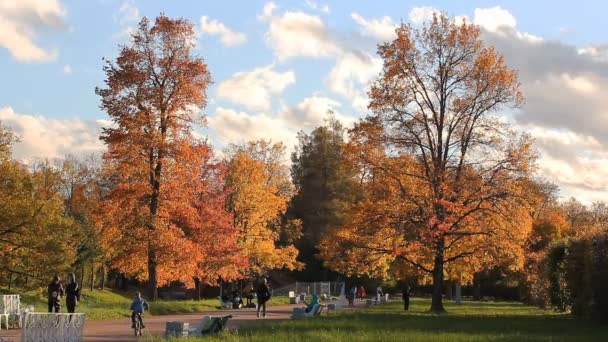 Hösten Humör Höstlandskap Solig Dag Höst Park Video Skjuten Oktober — Stockvideo