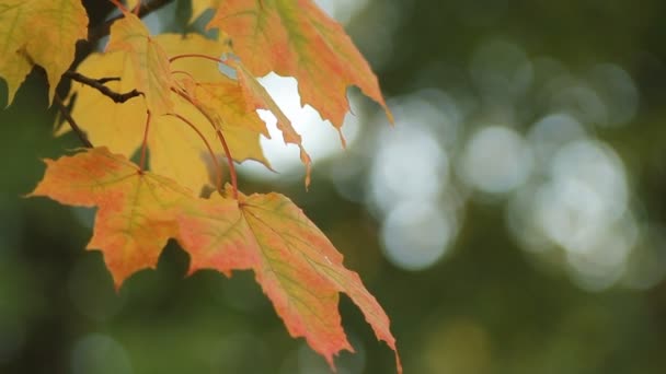 夕日の光線で秋の森の紅葉 秋の風景 明るい黄色のカエデは葉風に震える — ストック動画