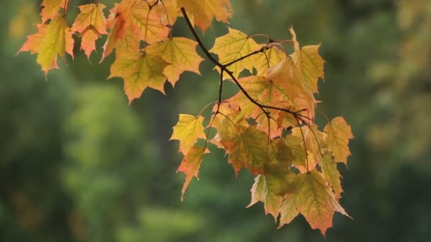 Paisagem Outono Folhas Bordo Amarelas Brilhantes Tremem Vento Bordo Floresta — Vídeo de Stock