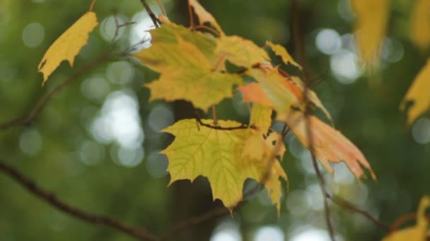 Autumn Landscape Bright Yellow Maple Leaves Tremble Wind Maple Autumn — Stock Video