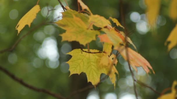 Paesaggio Autunnale Foglie Acero Giallo Brillante Tremano Nel Vento Acero — Video Stock