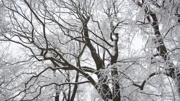 Vinterlandskap Snötäckta Grenar Träd Mot Molnig Himmel Bakgrund Skogen Vintern — Stockvideo