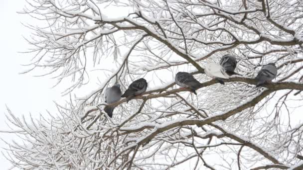 Les pigeons s'assoient sur un arbre dans une forêt d'hiver. Oiseaux sur les branches d'un arbre dans un parc en hiver . 