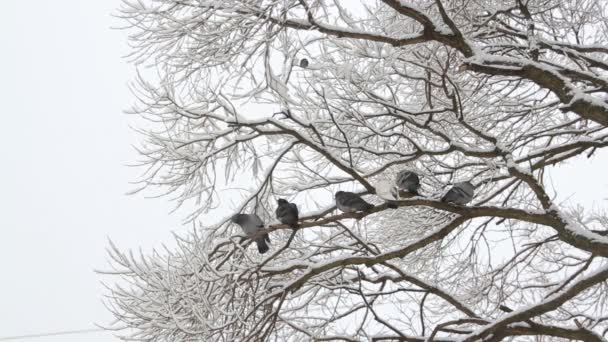 Las Aves Las Ramas Árbol Parque Invierno Las Palomas Sientan — Vídeos de Stock