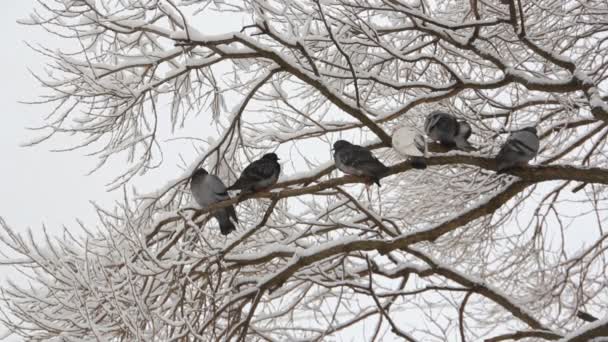 Oiseaux sur les branches d'un arbre dans un parc en hiver. Pigeons assis sur un arbre dans une forêt d'hiver .