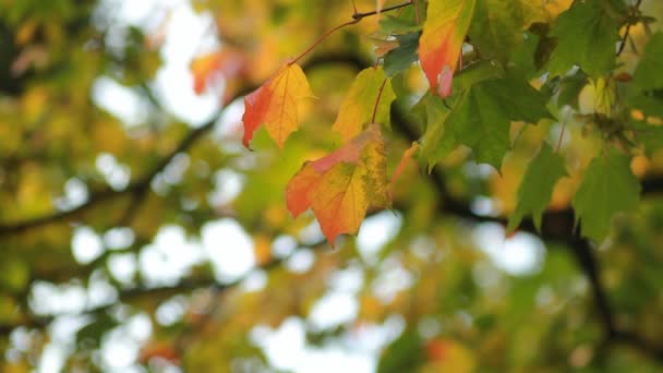 Ahorn Herbstwald Den Strahlen Der Untergehenden Sonne Herbstlandschaft Leuchtend Gelbe — Stockvideo