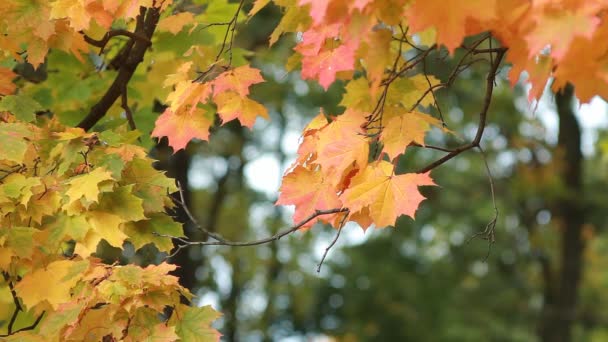 Javor Podzimním Lese Paprscích Zapadajícího Slunce Podzimní Krajina Jasně Žluté — Stock video