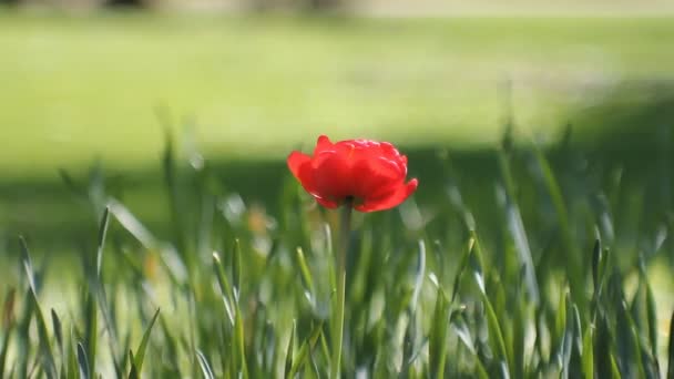 Spring Landscape Bright Red Tulips Background Green Grass Spring Abstract — Stock Video