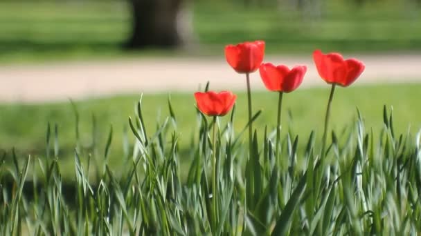 春天风景 明亮的红色郁金香反对绿色草的背景 春天抽象背景 郁金香在草坪在一个阳光公园 — 图库视频影像
