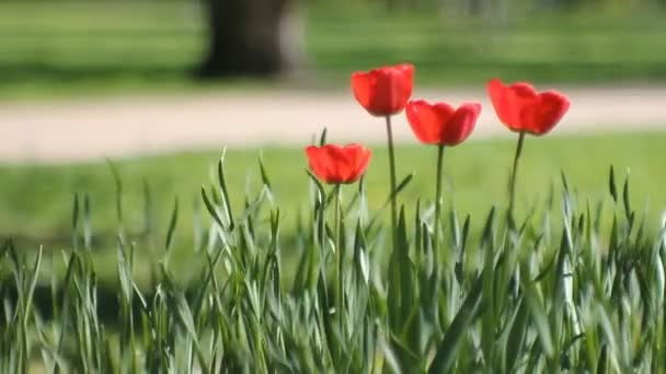 Spring Landscape Beautiful Tulips Background Green Grass Spring Abstract Background — Stock Video