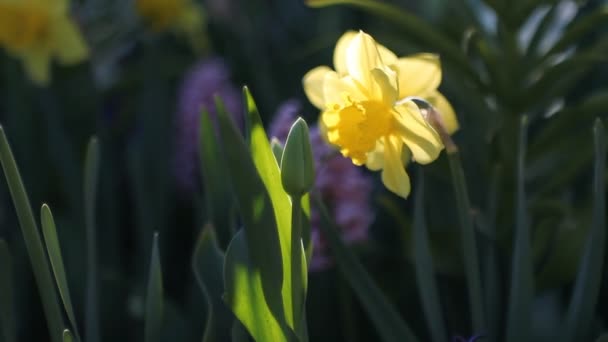 Sfondo Astratto Fiori Aiuola Parco Primaverile — Video Stock