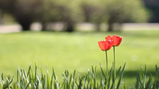 Lente Landschap Prachtige Tulpen Tegen Een Achtergrond Van Groen Gras — Stockvideo